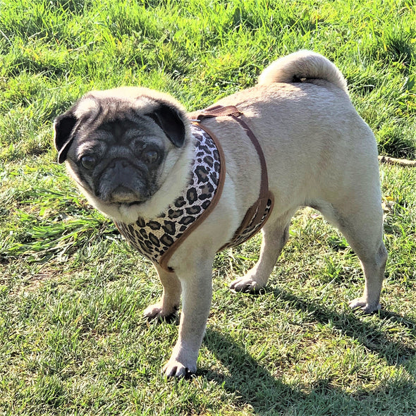 Wild At Heart Harness