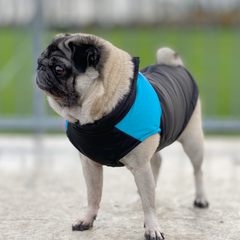 Collection image for: Dog Coats