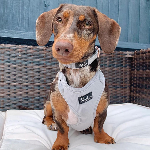 Luxury Corduroy Fully Adjustable Harness in White Grey *FREE LEAD*