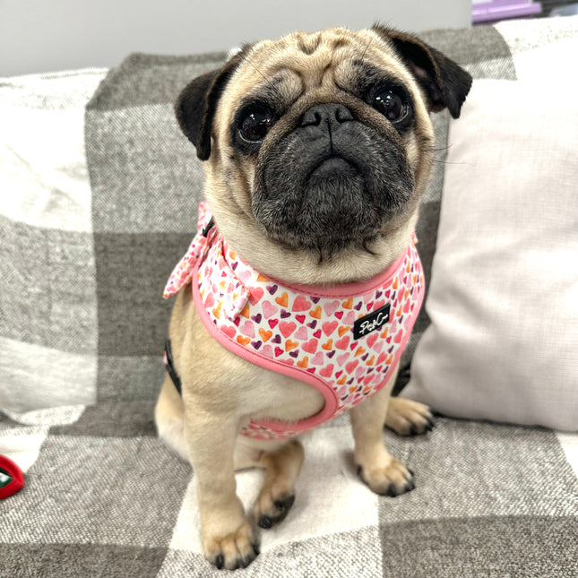 That's Amore Fully Adjustable Harness