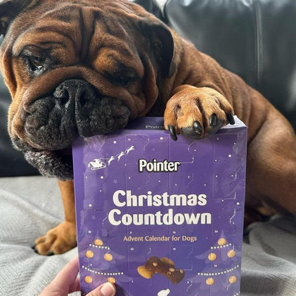 Pointer Dog Christmas Advent Calendar Carob & Cheese