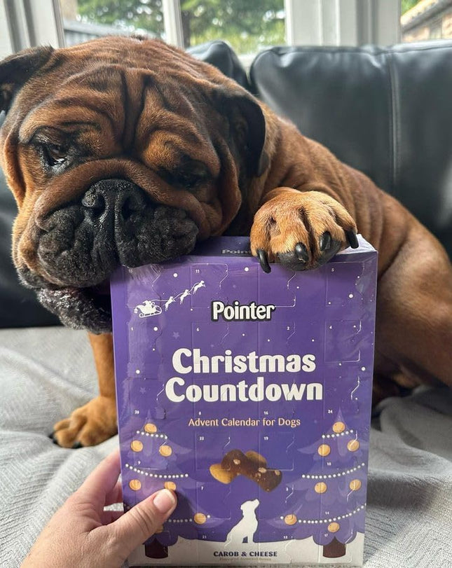 Pointer Dog Christmas Advent Calendar Carob & Cheese