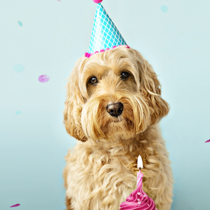 Cockapoo In A Hat Birthday Card