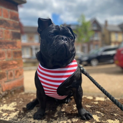 Stripy Adjustable Dog Harness - Red