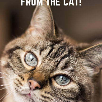 From The Cat Birthday Card