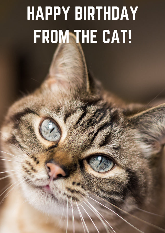 From The Cat Birthday Card
