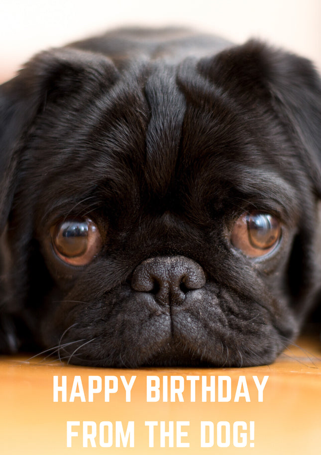From The Dog Birthday Card