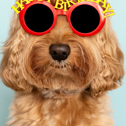 Happy Birthday Cockapoo Card