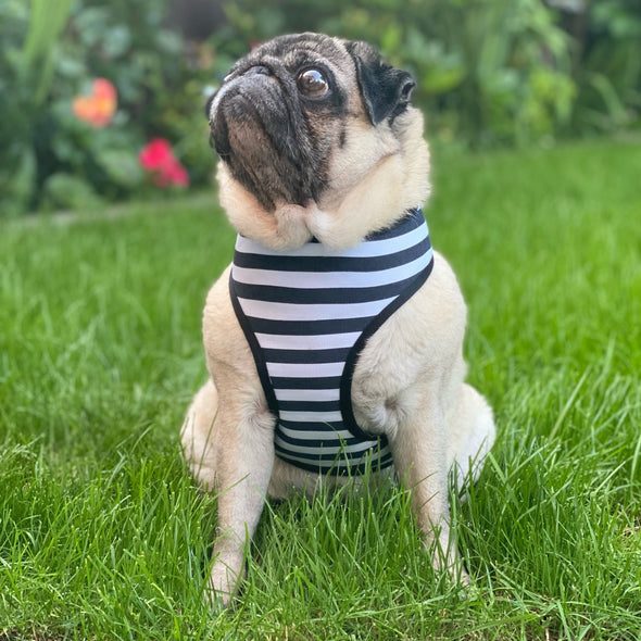 Stripy Adjustable Dog Harness - Black