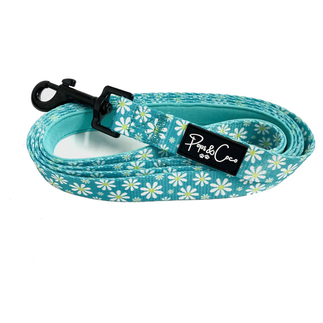 Crazy Daisy Lead