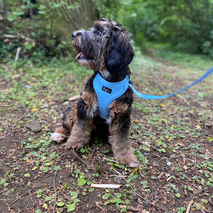 Pinstripe Blue Fully Adjustable Harness
