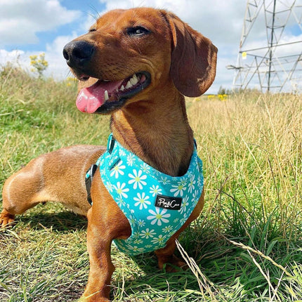 Crazy Daisy Fully Adjustable Harness