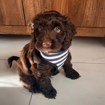 Stripy Adjustable Dog Harness - Black
