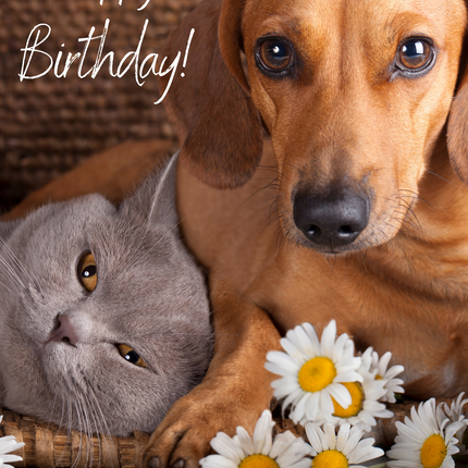 Have A Purrfect Birthday Card