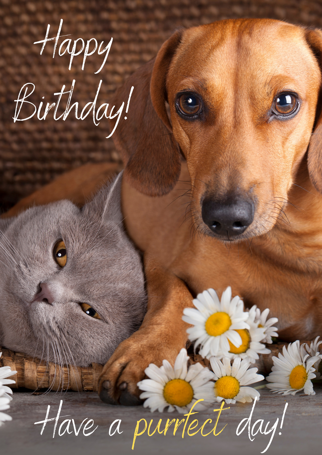 Have A Purrfect Birthday Card