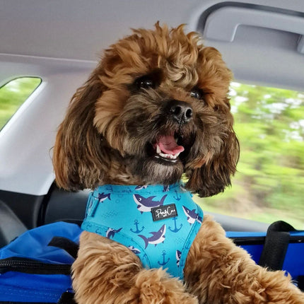 Shark Attack Fully Adjustable Harness