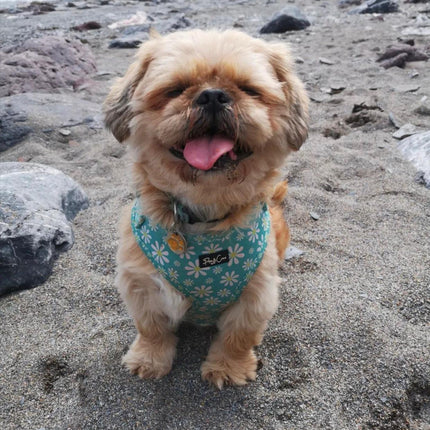 Crazy Daisy Fully Adjustable Harness