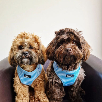 Pinstripe Blue Fully Adjustable Harness