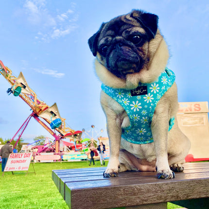 Crazy Daisy Fully Adjustable Harness