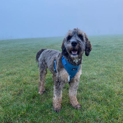 Delightfully Denim Fully Adjustable Harness