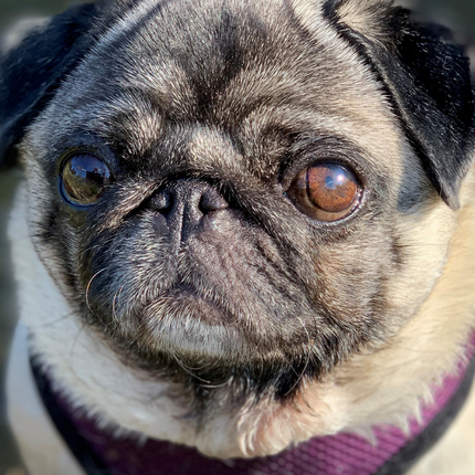 A Puggy Thankyou Card