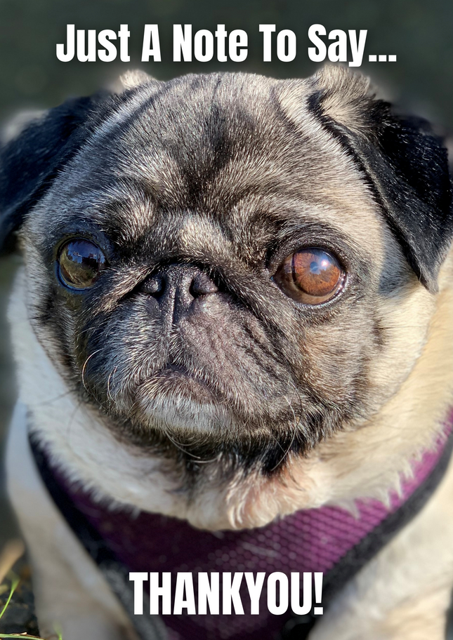 A Puggy Thankyou Card