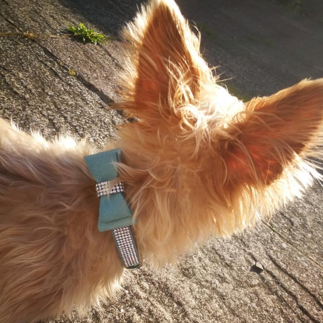 Soft Touch Bow Collar in Blue